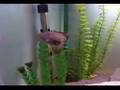 Ornate Bichir