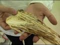 Traditional Chinese Medicine: A Cure for What Ails You
