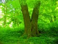 *Puhdys* - Alt wie ein Baum *Puhdys* - Alt wie ein Baum