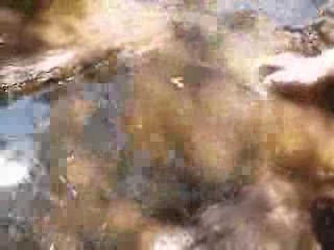 Trout eating moth