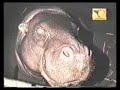 Il più brutto spettacolo del mondo
