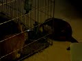 two bunnies!