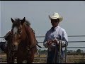 06 How to Hobble a Young Horse pt3