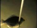 Flounder Gigging