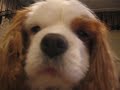 Buddy and Harry - Chillin' Icon