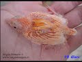 Evolucion crecimiento cria canario