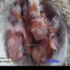 Evolucion crecimiento cria canario