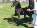 Tietse Friesian foals Tietse Friesian foals