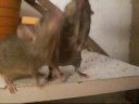 spinning mice