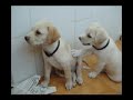 Doblaje de los perritos soller y llubi