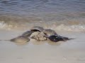 Horseshoe crab mating