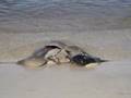Horseshoe crab mating
