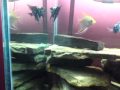 MEU PRIMEIRO AQUA DE (VIDRO 6mm) 100x40x50 = 200 LITROS FOI MONTADO POR UM PÉSSIMO PROFISSIONAL. A TRAVA CENTAL SOLTOU, NEM SEI COMO O AQUÁRIO NÃO ESTOUROU, REALMENTE UMA OBRA DE DEUS.NOVO AQUÁRIO MUITO BEM MONTADO. AQUI NO RIO DE JANEIRO, NÃO TEMOS MUITAS OPÇÕES DE BONS MONTADORES E POR SORTE ENCONTREI O PEDRO http://www.imperiodospeixes.xpg.com.br/  OU  http://imperiodospeixes.pedro.vilabol...O CARA MONTA MUIT BEM, AGORA ESTOU COM UM AQUA DE (VIDRO 10mm) 100x40x60 = 240 LITROS.EU E MEUS CICLÍDEOS ESTAMOS TOTALMENTE SATISFEITOS. 