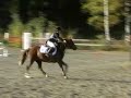 my-lovely-eventing-pony.html