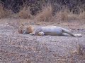 Leeuw in South Luangwa