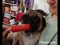 Moki and Luckey take on a popsicle