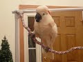 Talking Bird Cockatoo, Acting Crazy...as usual!