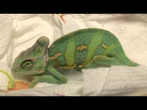 how to treat mbd in chameleons