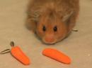 Smoke - The Amazing Hamster Storing Food