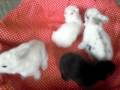 videos de Coelhinhos  Filhotes