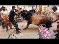 Out of Control Danger Black Bull Qurbani | Bakra Eid 2016 Karachi | خطرناک بیل کی قربانی Out of Control Danger Black Bull Qurbani | Bakra Eid 2016 Karachi | خطرناک بیل کی قربانی