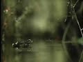 frosch-fliege