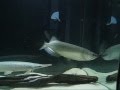 Jardini / Pearl Arowana after 4 months.