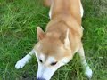 柴犬動画