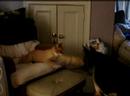 German Shepard Dog and Cat Fight German Shepard Dog and Cat Fight