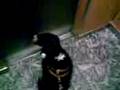 videos de Bibi esperando elevador