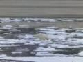 videos de Osos polares y osos pardos