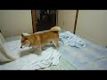?????????????????????shiba inu