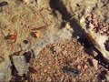 Horsehair Worm, Mason, Texas