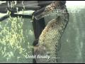 Male seahorse giving birth at The Deep Hull