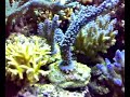 Riproduzione Acropora loisettae 1