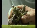 CUANDO COSECHAR LA MARIHUANA CUANDO COSECHAR LA MARIHUANA