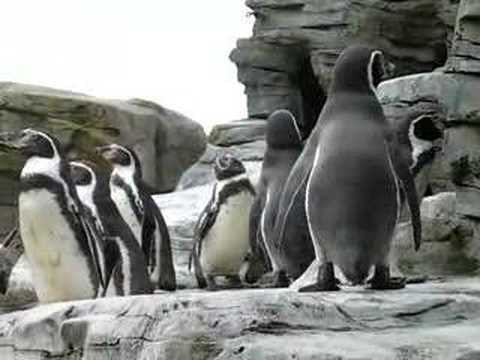 Pinguin