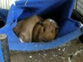 Slapende cavia Slapende cavia