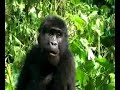 Clips illustrate chapter 6 of Nearly Human: the Gorilla's Guide to Good Living by Andrew Y. Grant, published by Tatra Press LLC, October 2007