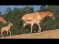RARE HORSES BORN AT SAN DIEGO ZOO'S WILD ANIMAL PARK