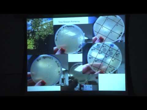 how to isolate phages