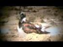 Ruddy Turnstone Ruddy Turnstone