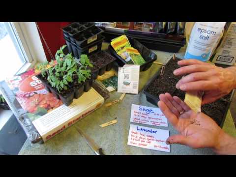 how to replant lavender plants
