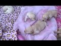 Labradoodle Country Puppies