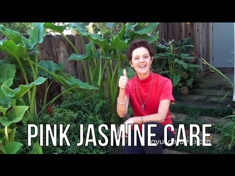 how to care for jasmine vine