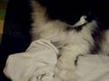 videos de Immagine 070.MOV