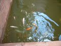 my new 1000 gallon pond my new 1000 gallon pond