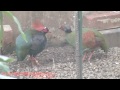 Philadelphia Zoo Roul Roul Family Eating