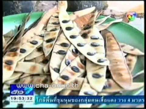 ตามทันเกษตร - ชะอมเพาะเมล็ด รายการตามทันเกษตร ช่อง7 ติดตามข้อมูลเพิ่มเติมได้ที่ www.cha-om.in.th.