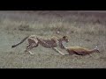Nature: Greatest Kills @ High Speed Camera Slowmotion